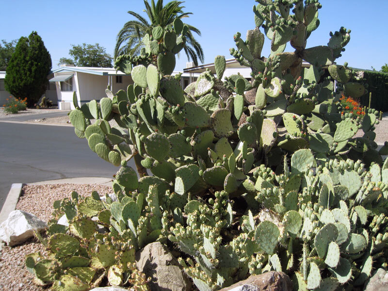 desert_pueblo_24_cactus