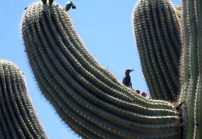 desert_pueblo_25_mobile-home-park-bird